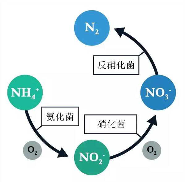 污水廠的總氮的去除(1)1494